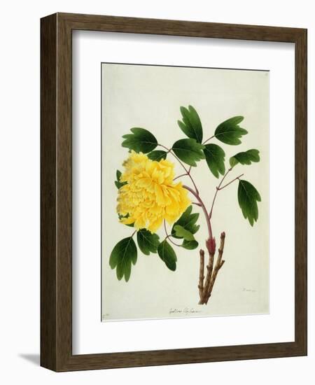 Yellow Peony, c.1800-1840--Framed Giclee Print