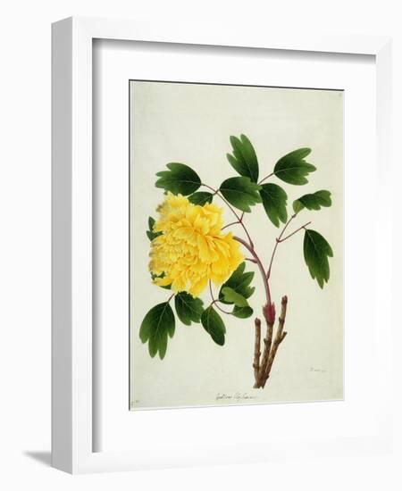 Yellow Peony, c.1800-1840-null-Framed Giclee Print