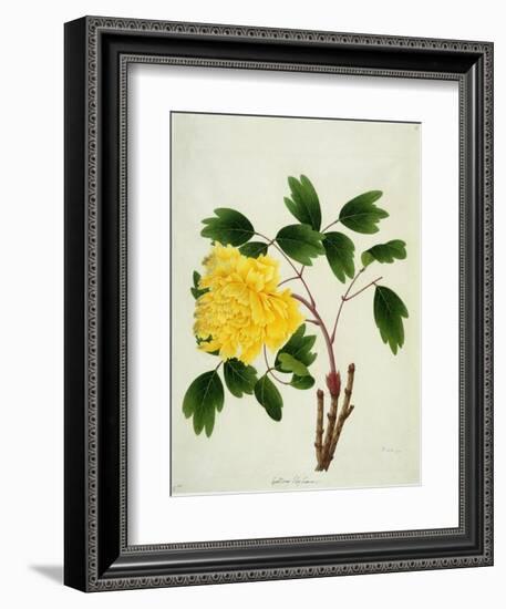 Yellow Peony, c.1800-1840-null-Framed Giclee Print