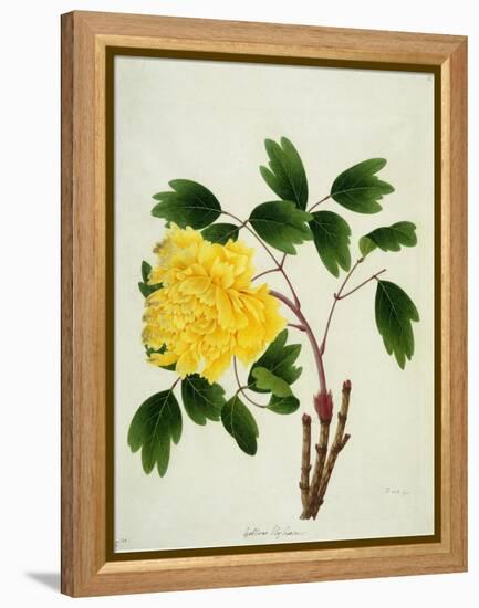 Yellow Peony, c.1800-1840-null-Framed Premier Image Canvas