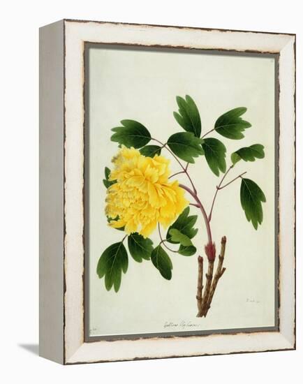 Yellow Peony, c.1800-1840-null-Framed Premier Image Canvas