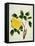 Yellow Peony, c.1800-1840-null-Framed Premier Image Canvas