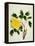 Yellow Peony, c.1800-1840-null-Framed Premier Image Canvas