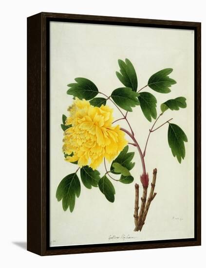 Yellow Peony, c.1800-1840-null-Framed Premier Image Canvas