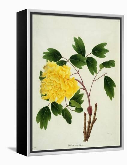 Yellow Peony, c.1800-1840-null-Framed Premier Image Canvas