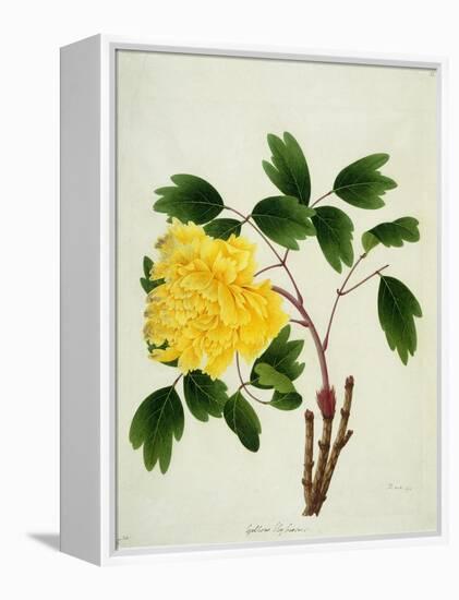 Yellow Peony, c.1800-1840-null-Framed Premier Image Canvas