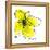 Yellow Petals 1-Jan Weiss-Framed Stretched Canvas