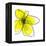 Yellow Petals 1-Jan Weiss-Framed Stretched Canvas
