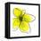 Yellow Petals 1-Jan Weiss-Framed Stretched Canvas