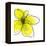 Yellow Petals 1-Jan Weiss-Framed Stretched Canvas