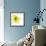 Yellow Petals 1-Jan Weiss-Framed Premium Giclee Print displayed on a wall