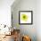 Yellow Petals 1-Jan Weiss-Framed Premium Giclee Print displayed on a wall