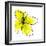 Yellow Petals 1-Jan Weiss-Framed Premium Giclee Print