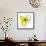 Yellow Petals 4-Jan Weiss-Framed Stretched Canvas displayed on a wall