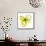 Yellow Petals 4-Jan Weiss-Framed Stretched Canvas displayed on a wall