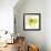 Yellow Petals Two-Jan Weiss-Framed Premium Giclee Print displayed on a wall