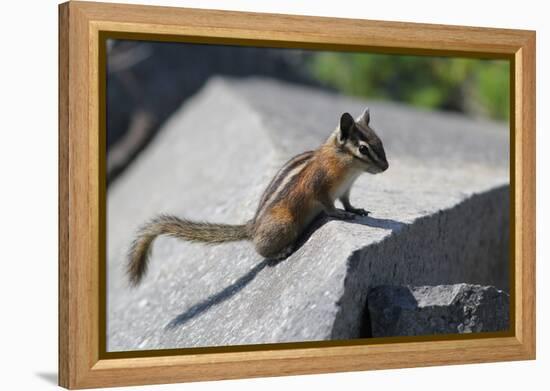 Yellow-Pine Chipmunk on a Rock-randimal-Framed Premier Image Canvas