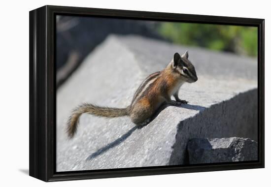 Yellow-Pine Chipmunk on a Rock-randimal-Framed Premier Image Canvas