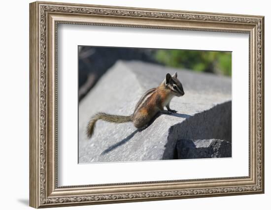 Yellow-Pine Chipmunk on a Rock-randimal-Framed Photographic Print