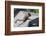 Yellow-Pine Chipmunk on a Rock-randimal-Framed Photographic Print