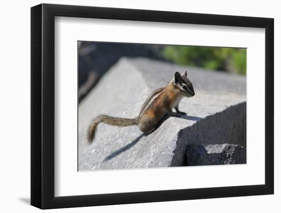 Yellow-Pine Chipmunk on a Rock-randimal-Framed Photographic Print