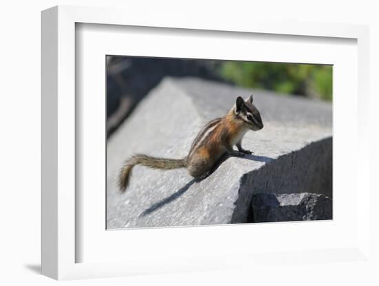 Yellow-Pine Chipmunk on a Rock-randimal-Framed Photographic Print