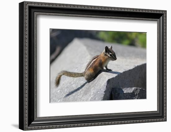 Yellow-Pine Chipmunk on a Rock-randimal-Framed Photographic Print