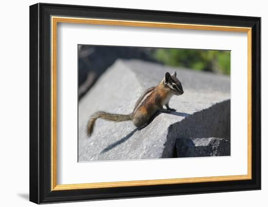Yellow-Pine Chipmunk on a Rock-randimal-Framed Photographic Print