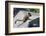 Yellow-Pine Chipmunk on a Rock-randimal-Framed Photographic Print