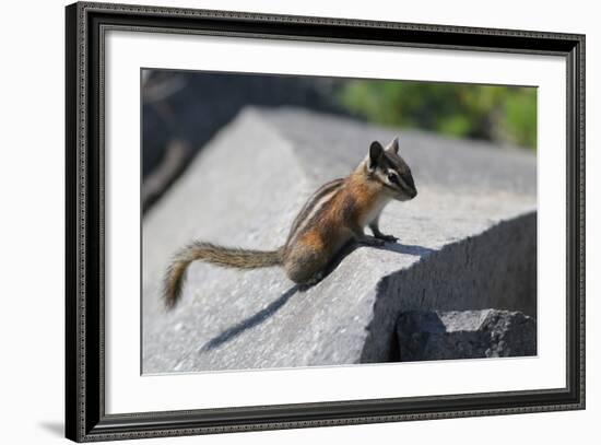 Yellow-Pine Chipmunk on a Rock-randimal-Framed Photographic Print