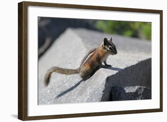 Yellow-Pine Chipmunk on a Rock-randimal-Framed Photographic Print