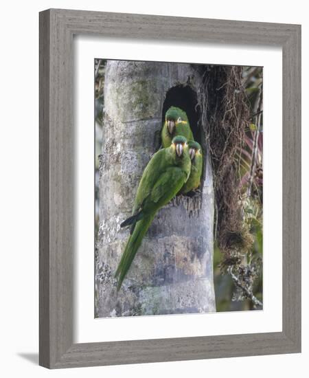 Yellow-plumed parakeets at nest cavity in wax palm stump, Tapichalaca Biological Reserve, Ecuador-Doug Wechsler-Framed Photographic Print