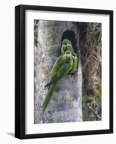 Yellow-plumed parakeets at nest cavity in wax palm stump, Tapichalaca Biological Reserve, Ecuador-Doug Wechsler-Framed Photographic Print