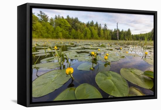 Yellow Pond Lilies Fill a Beaver Pond in Epping, New Hampshire-Jerry and Marcy Monkman-Framed Premier Image Canvas