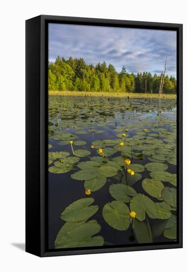 Yellow Pond Lilies Fill a Beaver Pond in Epping, New Hampshire-Jerry and Marcy Monkman-Framed Premier Image Canvas