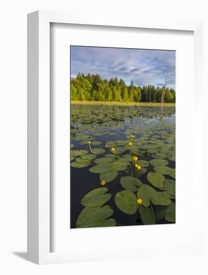 Yellow Pond Lilies Fill a Beaver Pond in Epping, New Hampshire-Jerry and Marcy Monkman-Framed Photographic Print