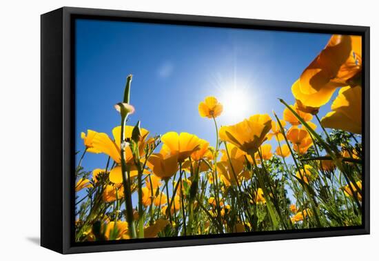 Yellow Poppies in A Texas Vineyard-Dean Fikar-Framed Premier Image Canvas