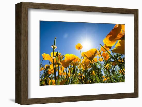 Yellow Poppies in A Texas Vineyard-Dean Fikar-Framed Photographic Print