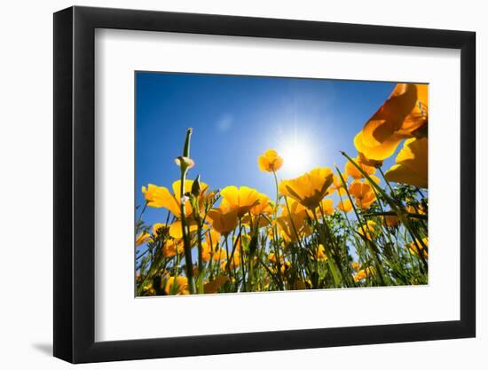 Yellow Poppies in A Texas Vineyard-Dean Fikar-Framed Photographic Print