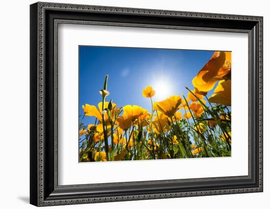 Yellow Poppies in A Texas Vineyard-Dean Fikar-Framed Photographic Print