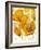 Yellow Poppies-Cherie Roe Dirksen-Framed Giclee Print