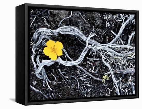 Yellow Poppy, Kamchatka, Russia-Daisy Gilardini-Framed Premier Image Canvas