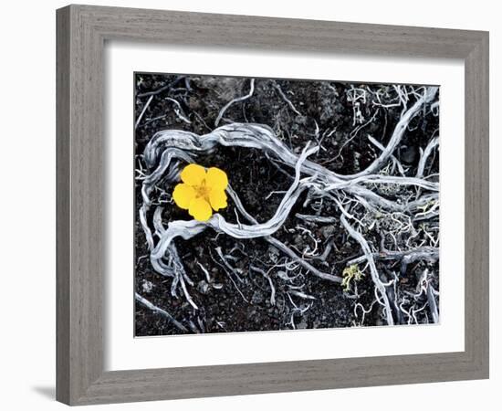 Yellow Poppy, Kamchatka, Russia-Daisy Gilardini-Framed Photographic Print