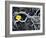 Yellow Poppy, Kamchatka, Russia-Daisy Gilardini-Framed Photographic Print