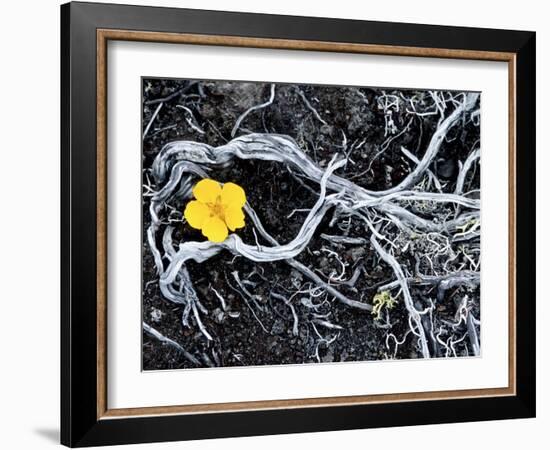 Yellow Poppy, Kamchatka, Russia-Daisy Gilardini-Framed Photographic Print