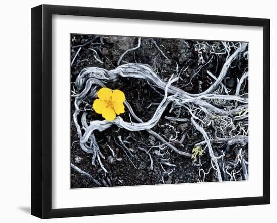 Yellow Poppy, Kamchatka, Russia-Daisy Gilardini-Framed Photographic Print