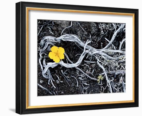 Yellow Poppy, Kamchatka, Russia-Daisy Gilardini-Framed Photographic Print