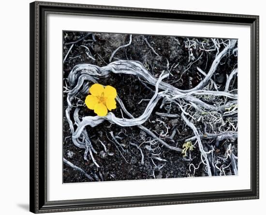 Yellow Poppy, Kamchatka, Russia-Daisy Gilardini-Framed Photographic Print