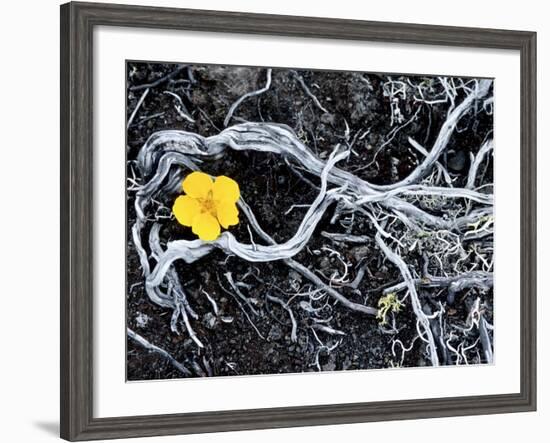 Yellow Poppy, Kamchatka, Russia-Daisy Gilardini-Framed Photographic Print