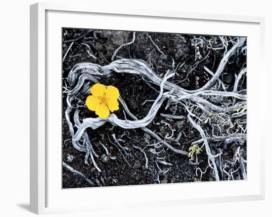 Yellow Poppy, Kamchatka, Russia-Daisy Gilardini-Framed Photographic Print